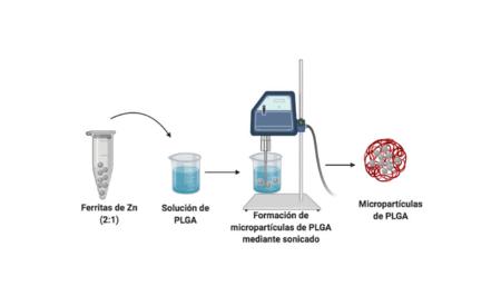Imagen Desarrollo de nanopartículas magnéticas funcionalizadas para la...