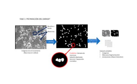 Imagen Análisis automático de cultivos de neuronas mediante Inteligencia...