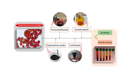 Imagen Caracterización de aditivos a partir de microalgas para la formulación...